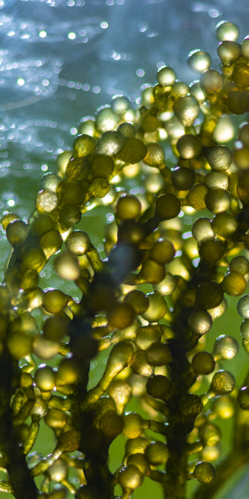 microalgas